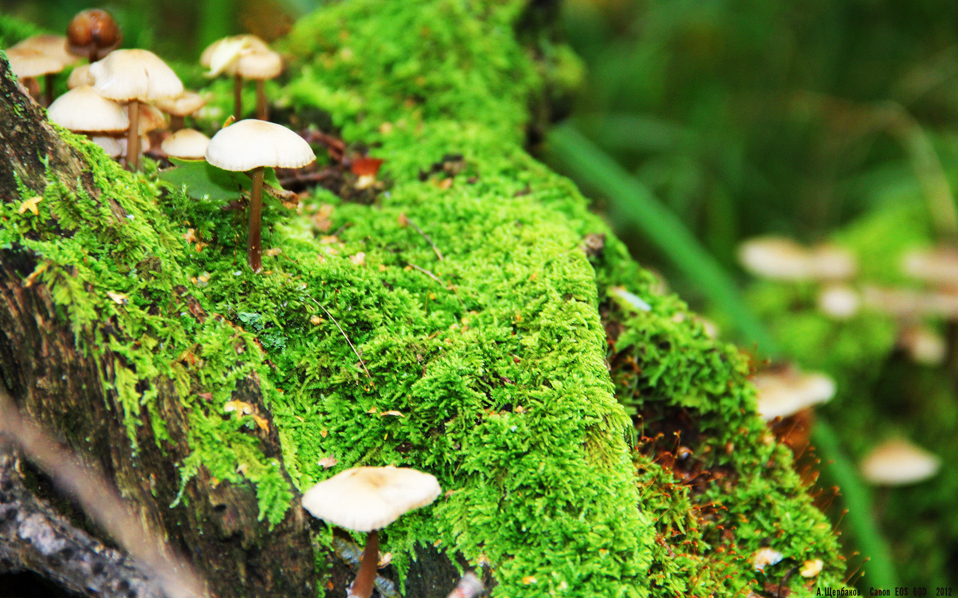 惊天冷门!哈斯上演绝地逆袭,拉塞尔末圈超车引爆赛场