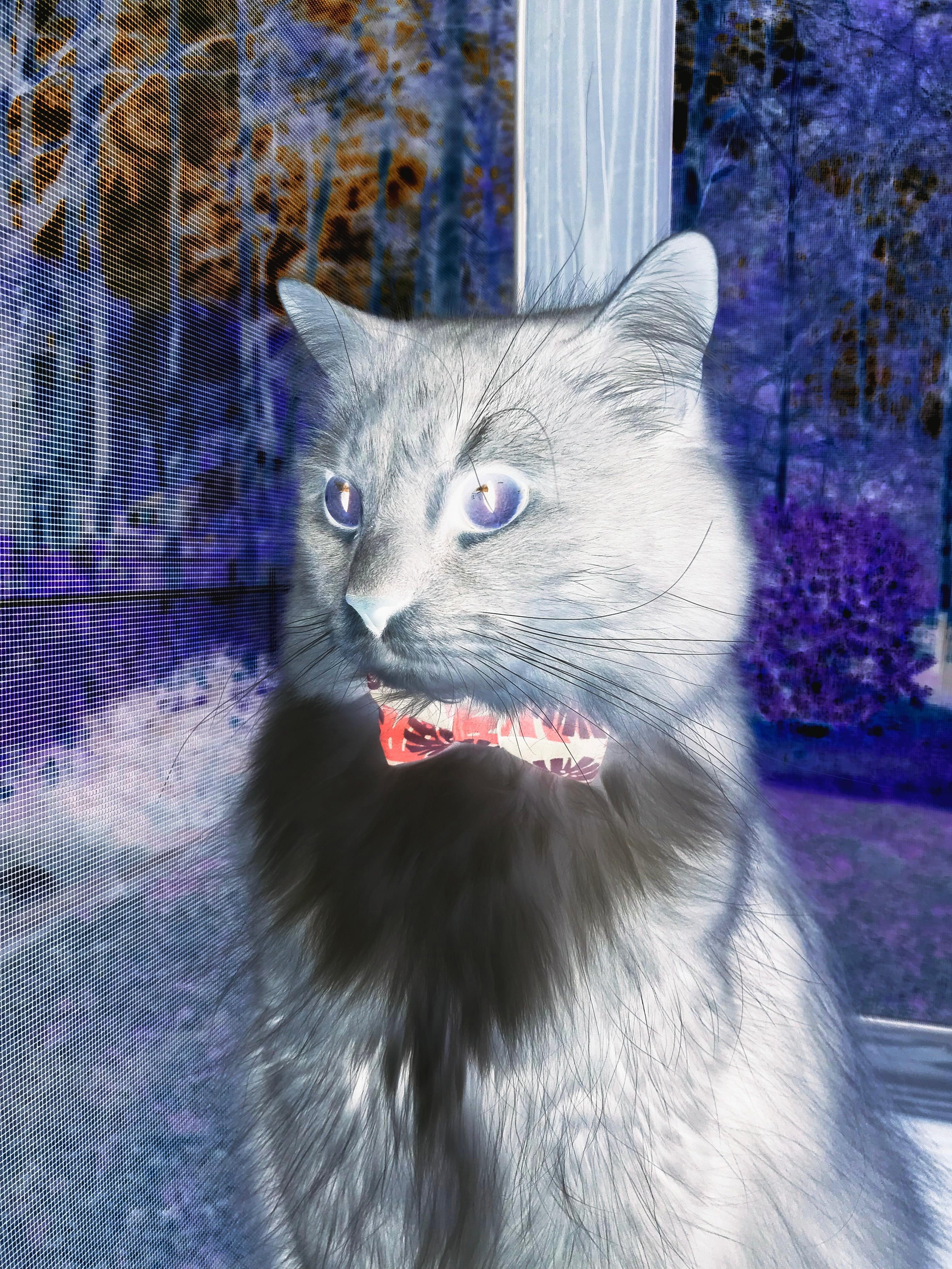 加时终场哨响前0.6秒，克莱·汤普森接幽灵传球绝境翻盘魔术，这一夜他的名字叫奇迹