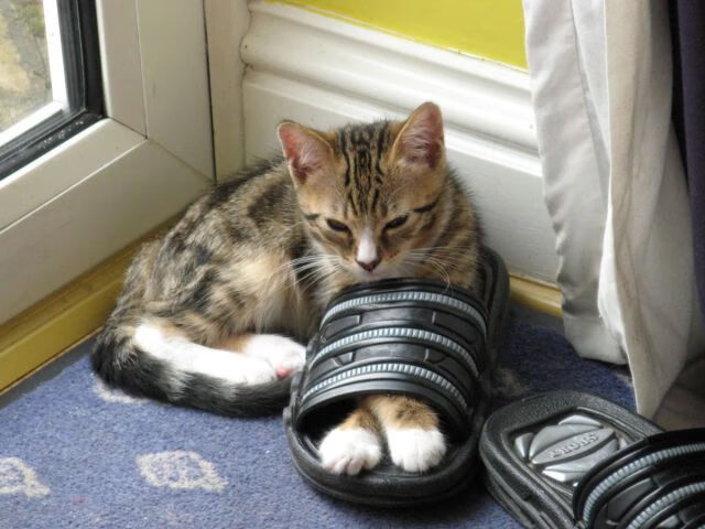 23分钟改写十年，奥地利绝境翻盘的三个奇迹时刻