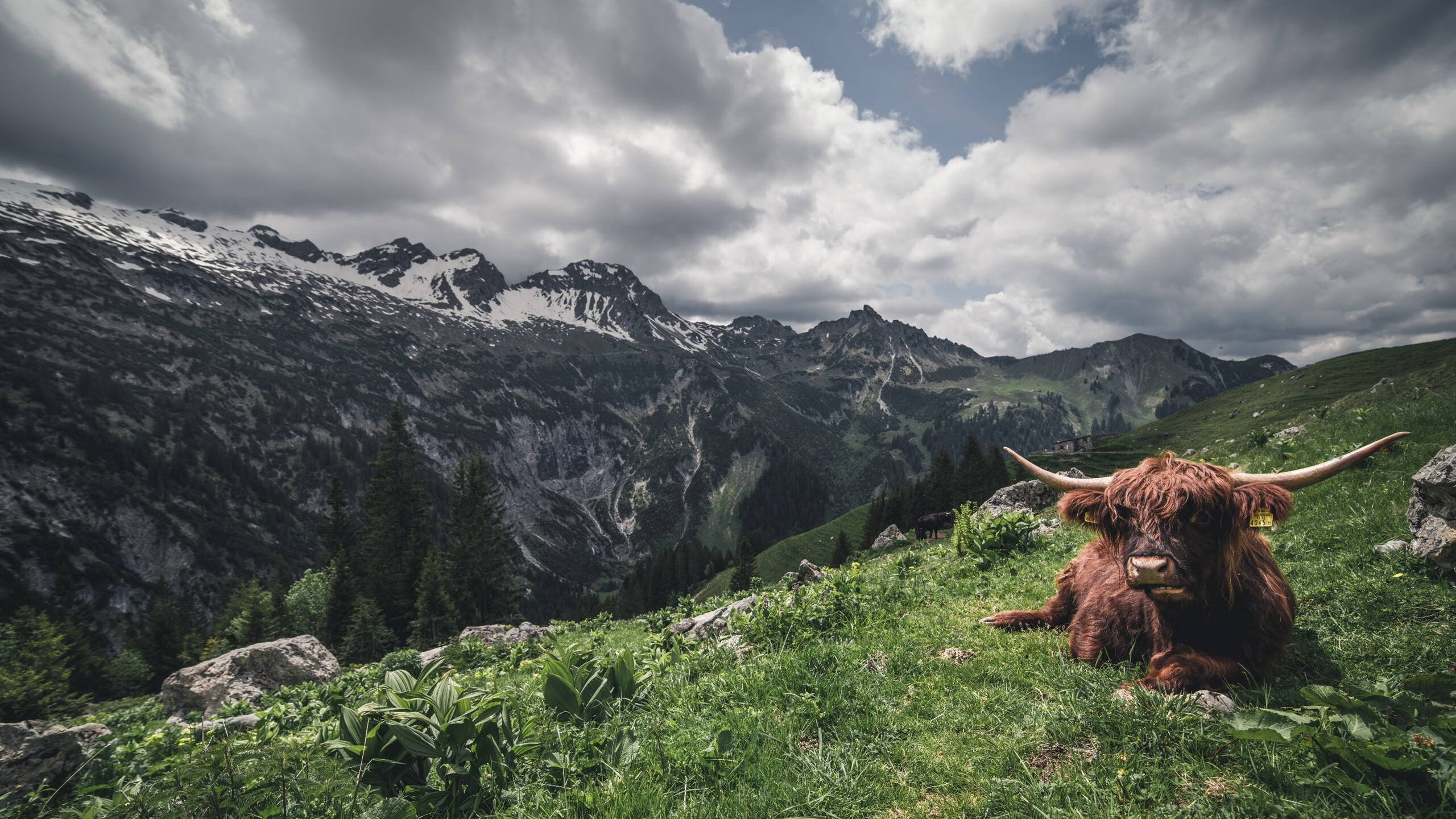 跨界风暴，当广厦新王哈利伯顿率队让湖人王朝另类崩塌