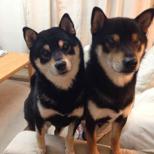 铁血封锁与孤星闪耀，当活塞绞索套住马刺，武切维奇在世界的棋盘上落子称王