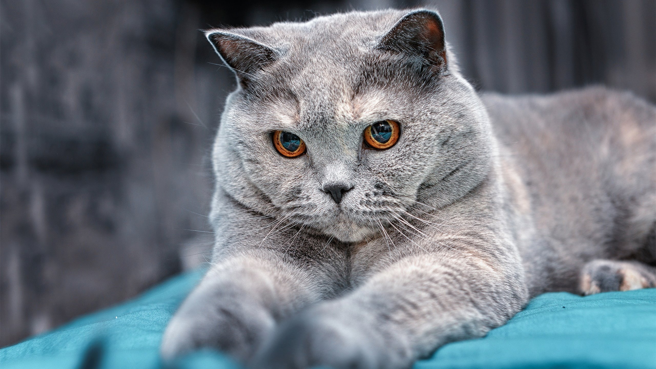 跨洋对决显神威!福克斯狂飙37分赛后评分拉满,山西队轻取步行者