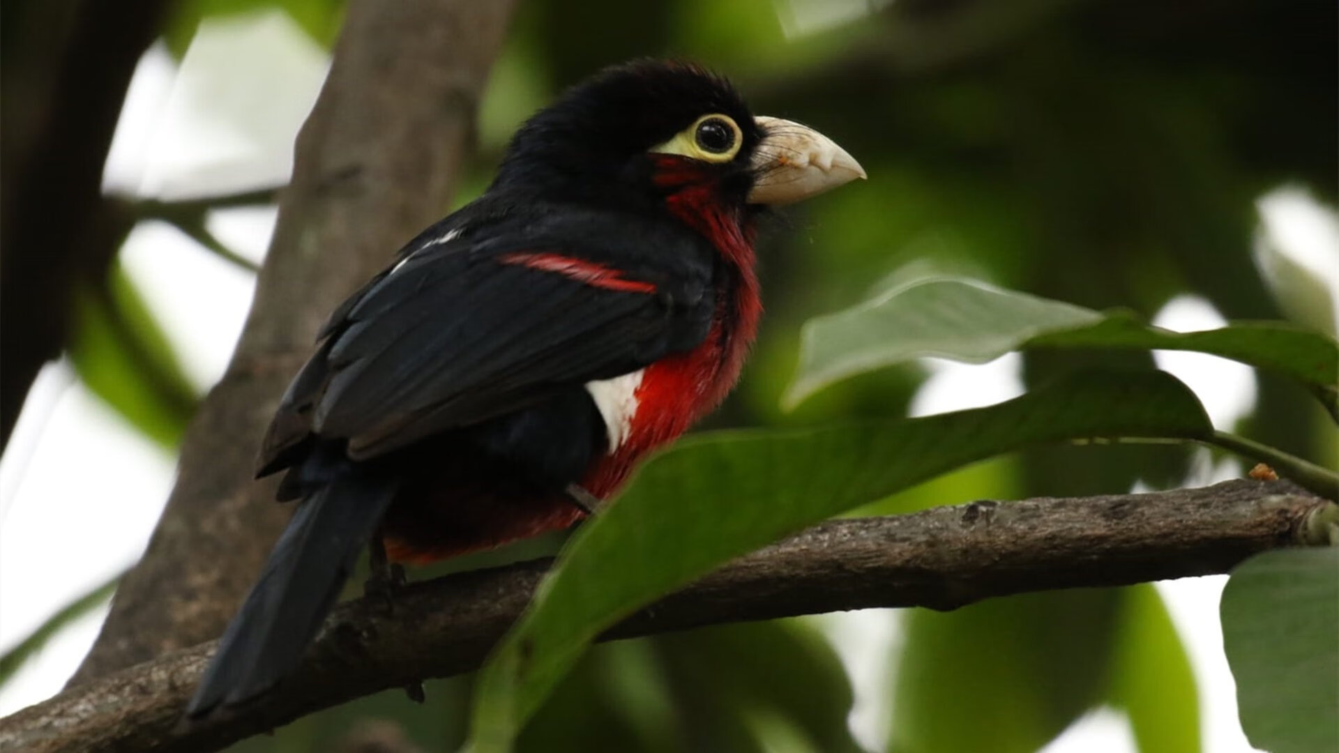 吉林队爆冷压制尼克斯，哈登冠军级表现成关键