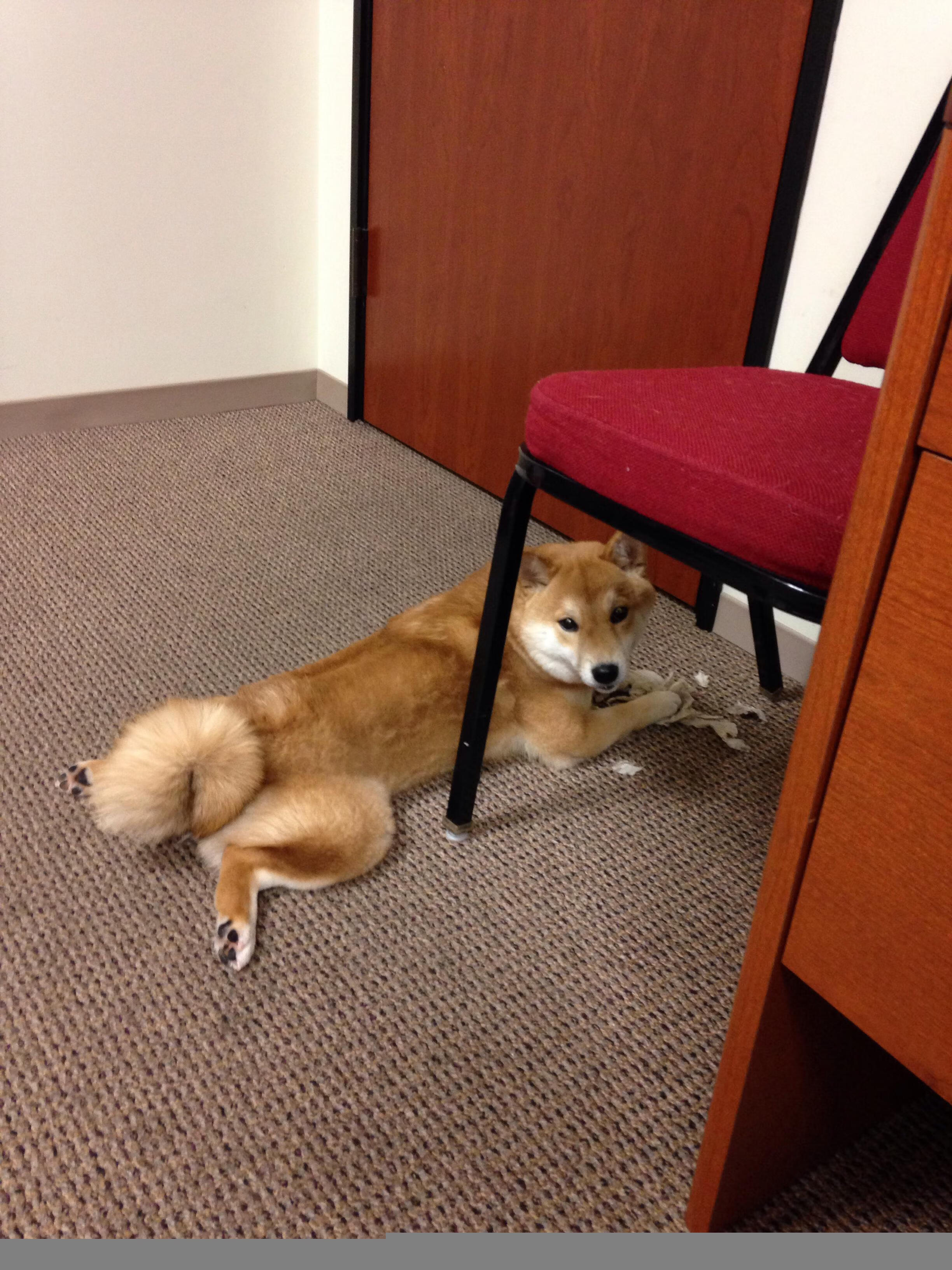 当哈登踩下油门,F1年度争冠之夜的节奏大师