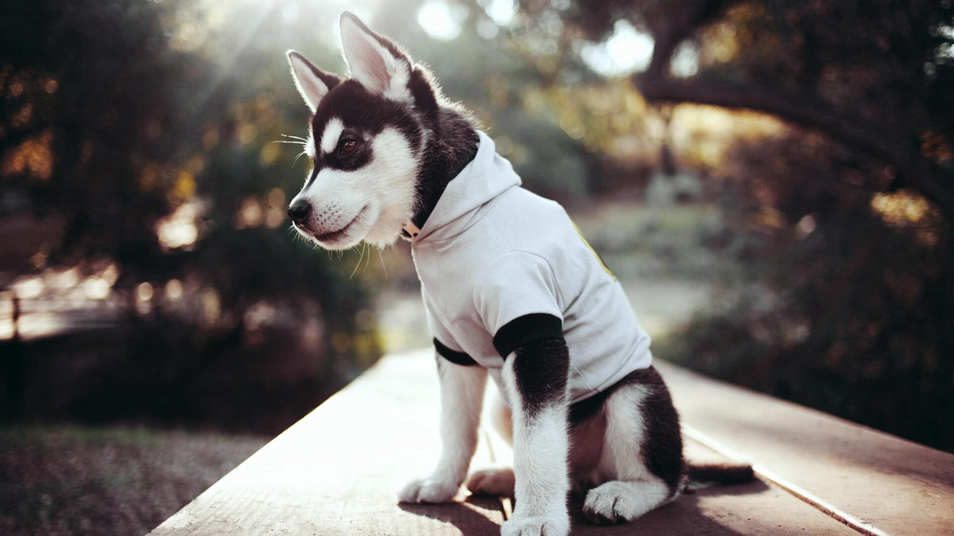 俄城猎狼之夜,新星璀璨照彻标靶中心,雷霆万钧夺赛点