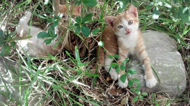 暗面,萨内在三狮阴影处的统治力