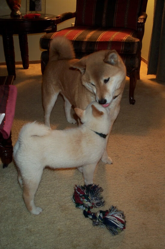 布克的星月夜,西决生死战,一个得分后卫的独白与焰火