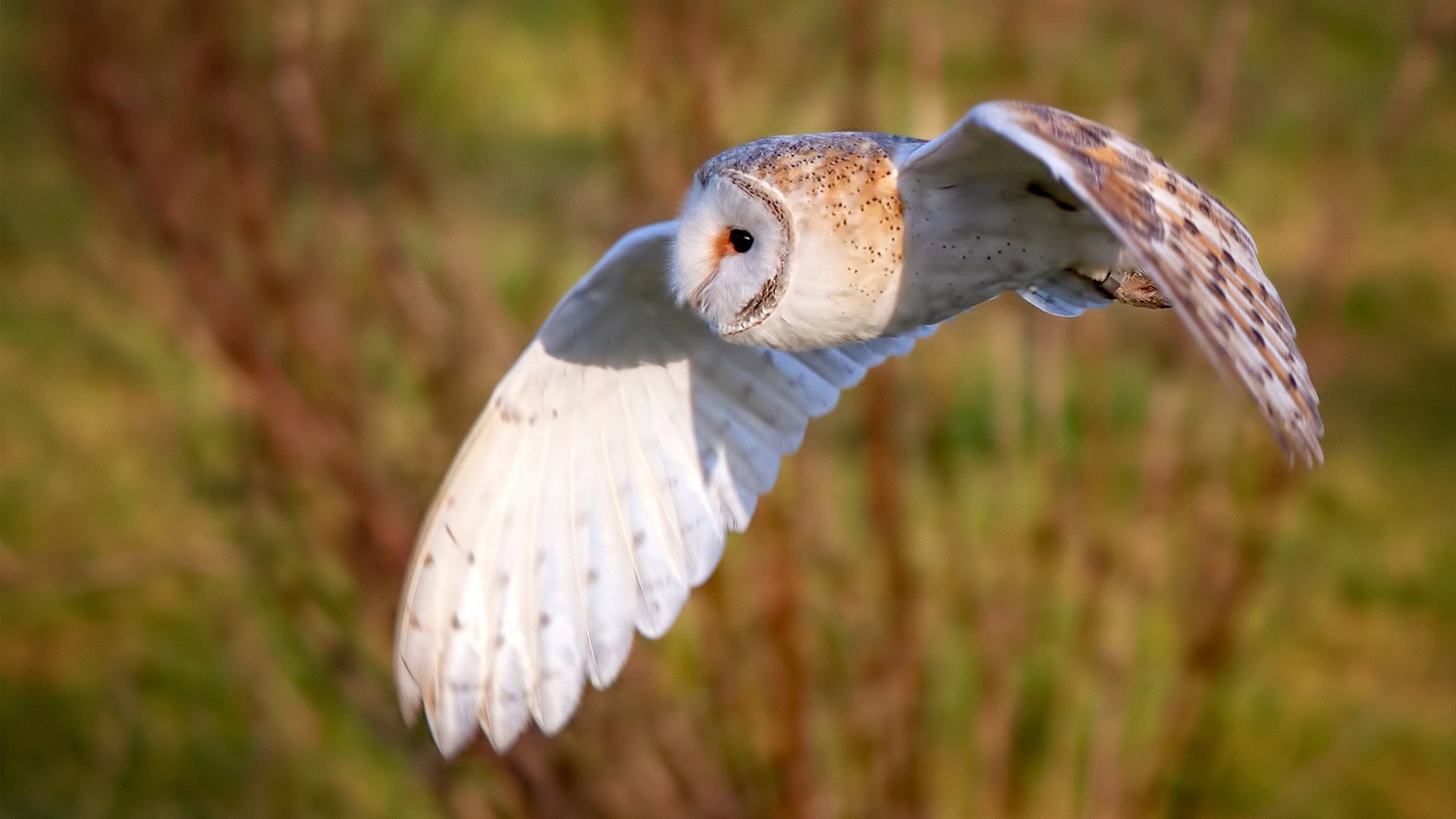 绿茵场上的国王加冕,当国家德比遇上步行者哲学