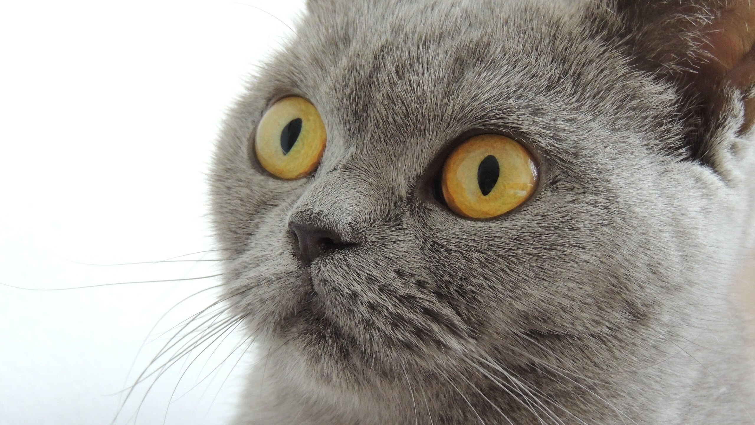 欧冠淘汰赛焦点战，终极压制！皇家社会连续得分击溃瑞士劲旅