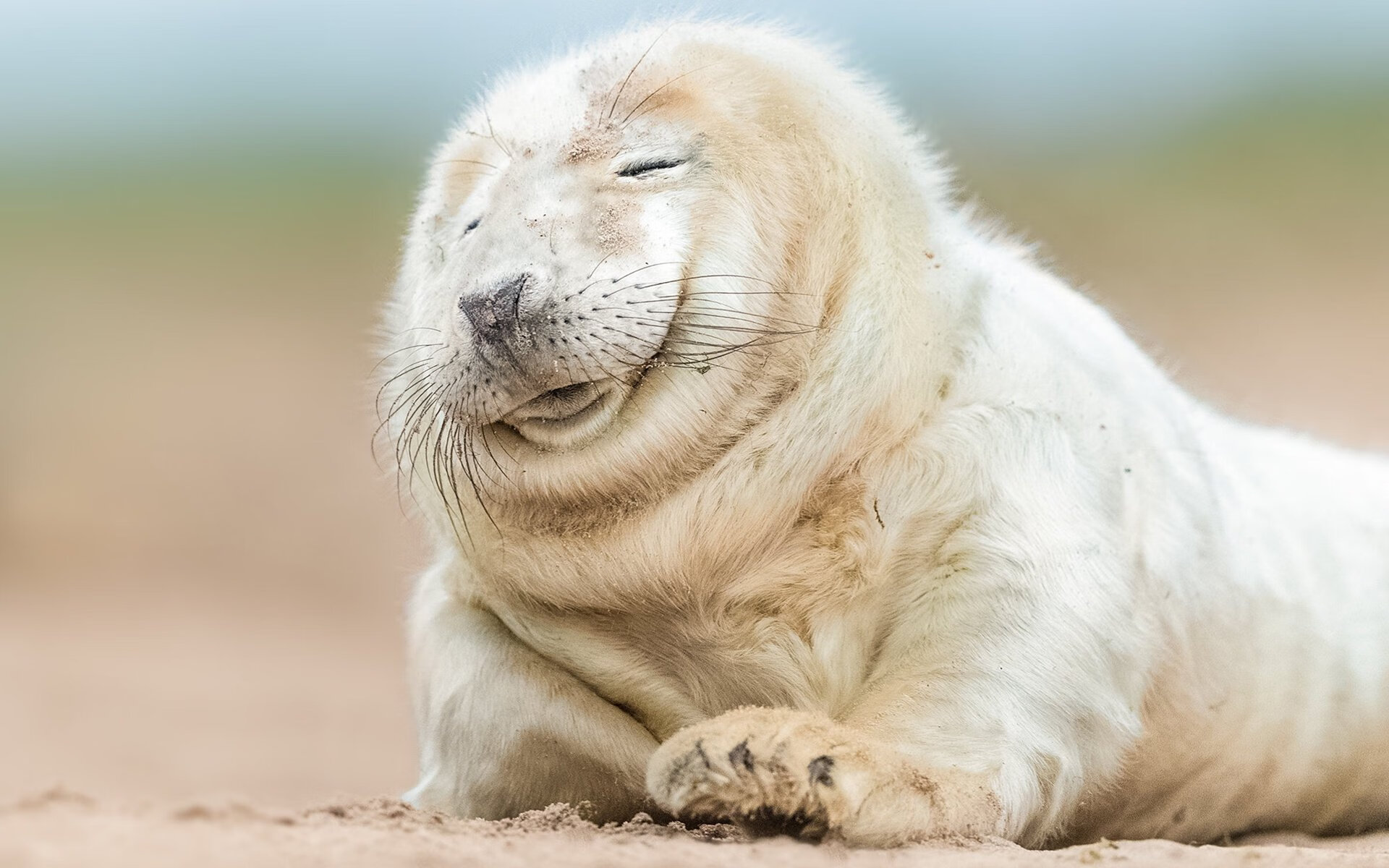 绝地逆转,NBA季后赛的战略智慧与苏格兰的突袭那不勒斯