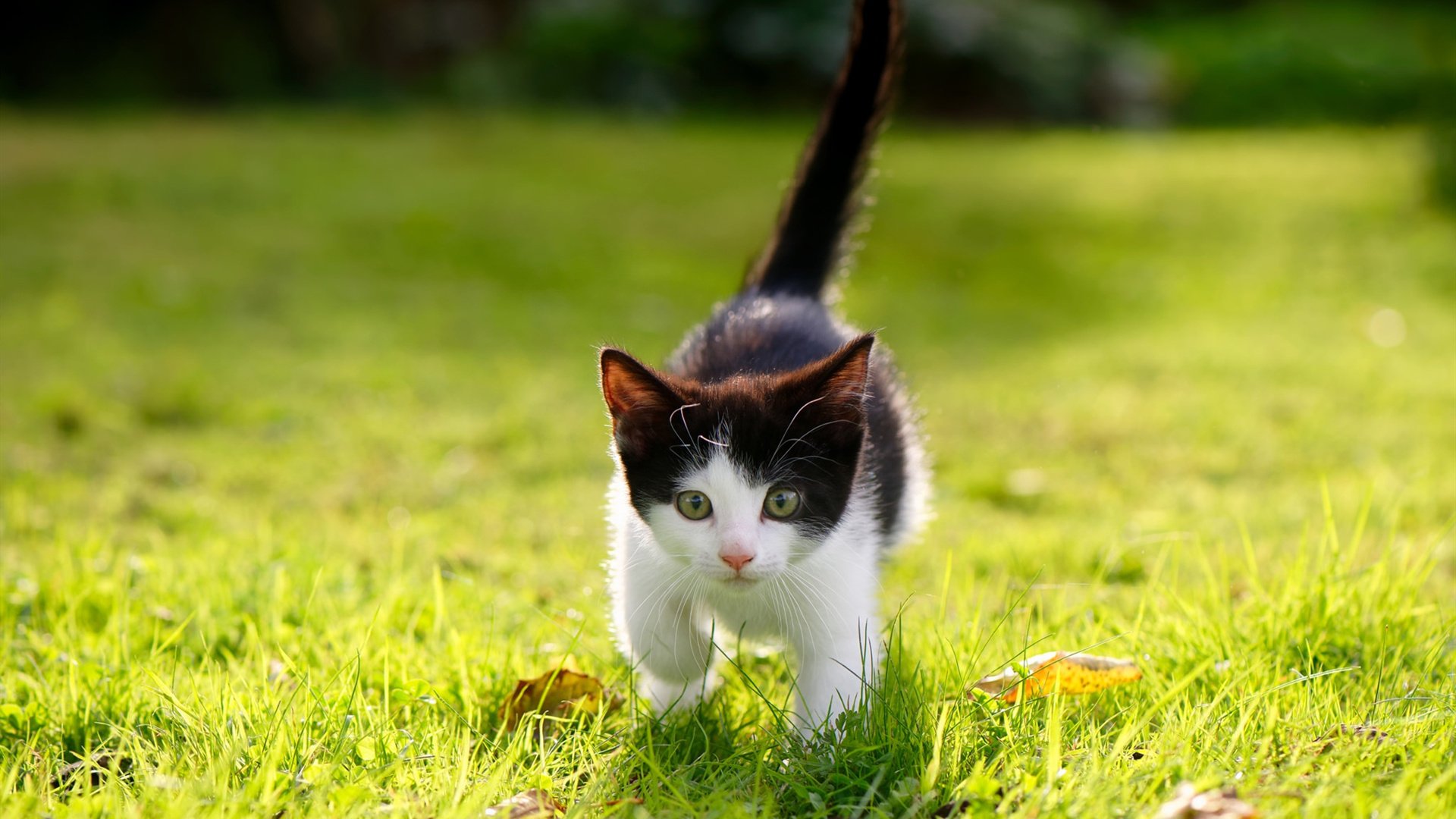 新疆客场惊艳美国！福克斯狂飙47分打爆火箭，中国篮球的狼性震撼NBA